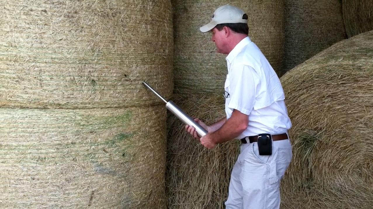 Figure 3. Sampling a lot of hay bales using a Colorado
hay probe.
